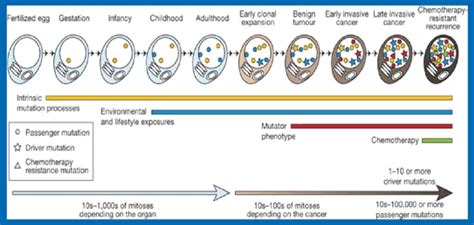 The Application Of Next Generation Sequencing In Cancer Diagnosis And