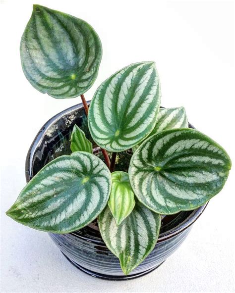 Peperomia Argyreia Plantas Ornamentais Plantae Jardinagem