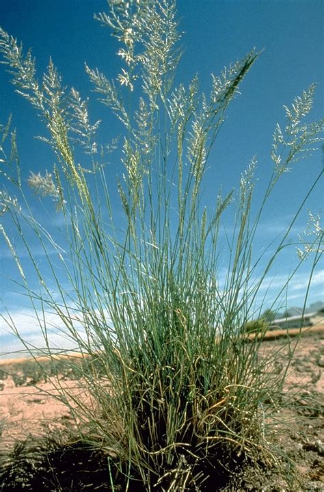 Weeping Love Grass Eragrostis Curvula Feedipedia