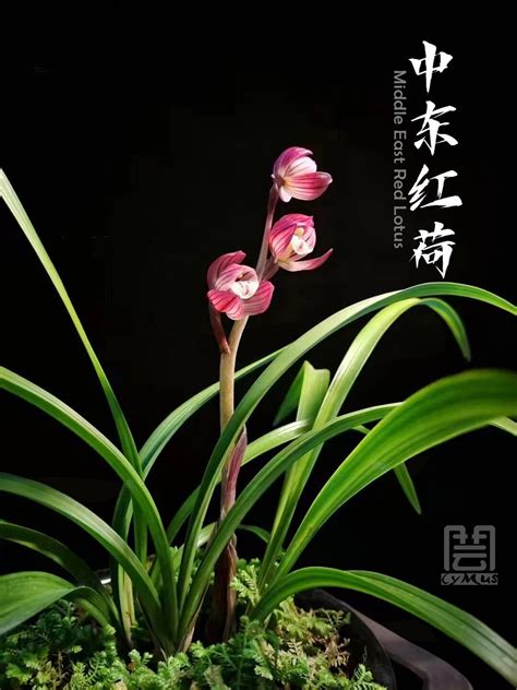 Live Orchid 中东红荷 Goeringii Plants easy Care Orchids Air Purifying Live