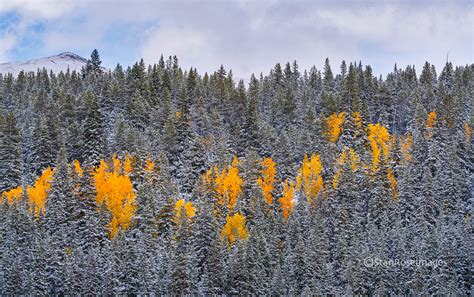 Colorado Fall Colors, 2023 | Stan Rose Photography