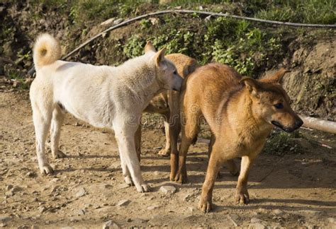 Male And Female Dog Mating Cross Breed Stock Photo Image Of Male