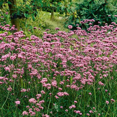 Eisenkraut Im Ca Cm Topf Gartenhelden Online