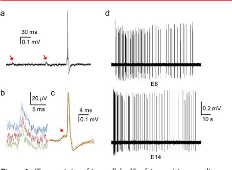 Figure 3 From Intracellular And Extracellular Recording Of Spontaneous