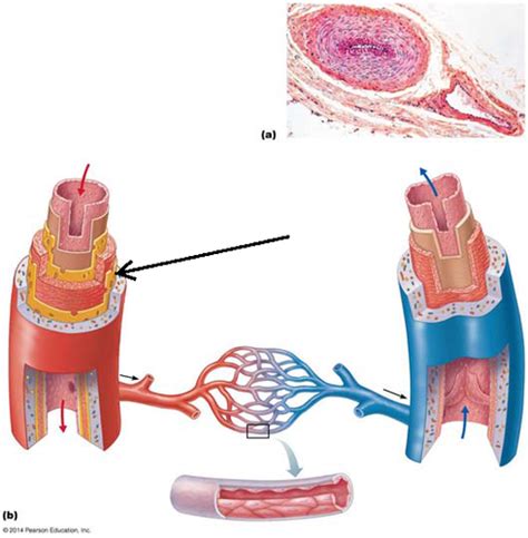 Structure Of Blood Vessels Flashcards Quizlet