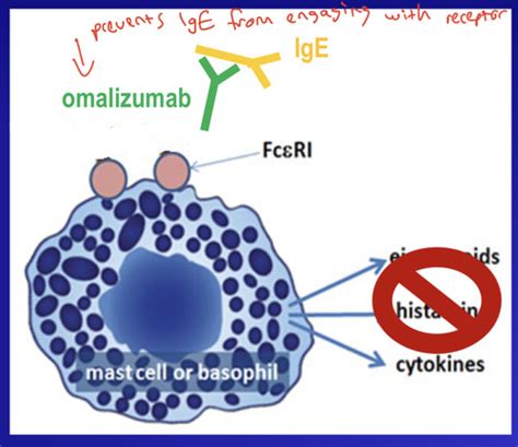 Immunopharmacology Flashcards Quizlet