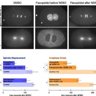 Premature Cdk Inactivation Results In Premature Spindle Displacement