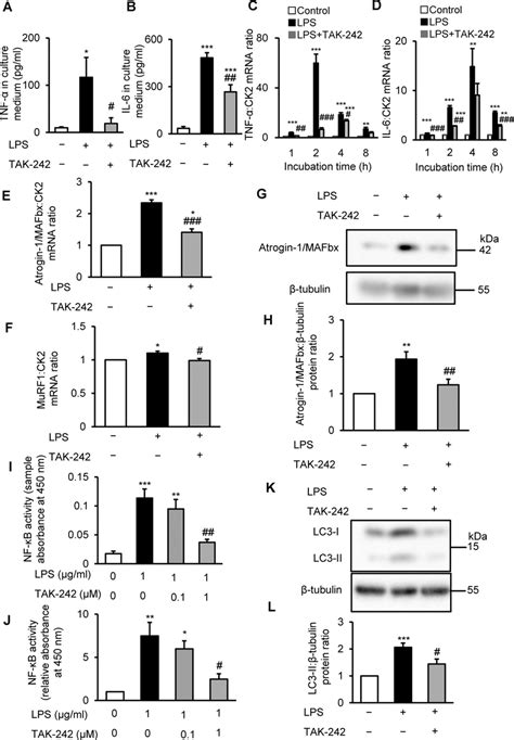 Tak Suppresses Lps Induced Activation Of Inflammatory And