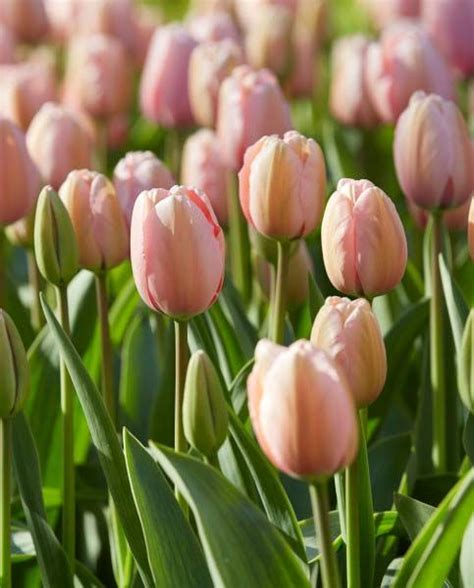 Salmon Impression Tulip Bulbs Set Of 15