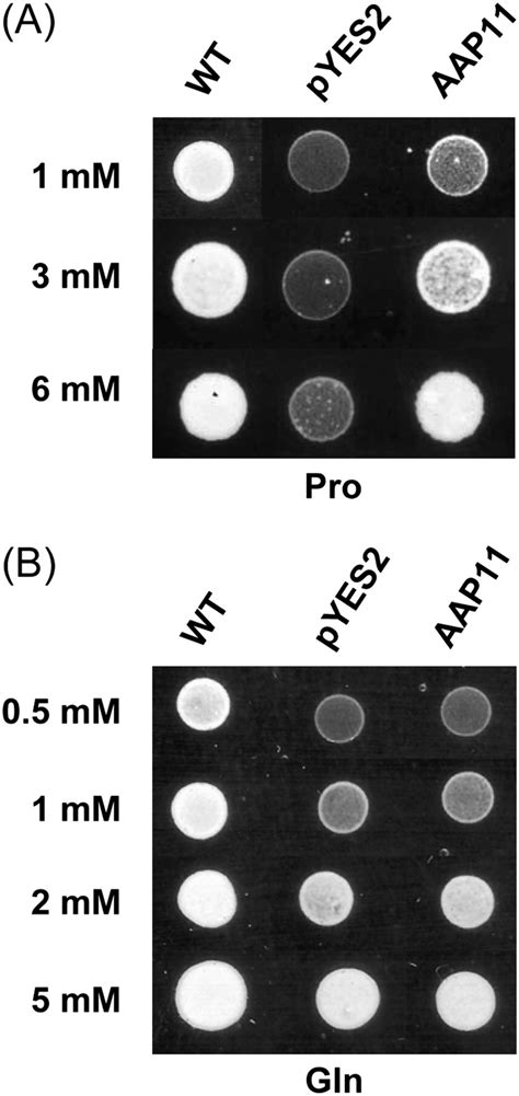 Complementation Of Yeast Mutant Strains By Poplar Aap11 A Yeast