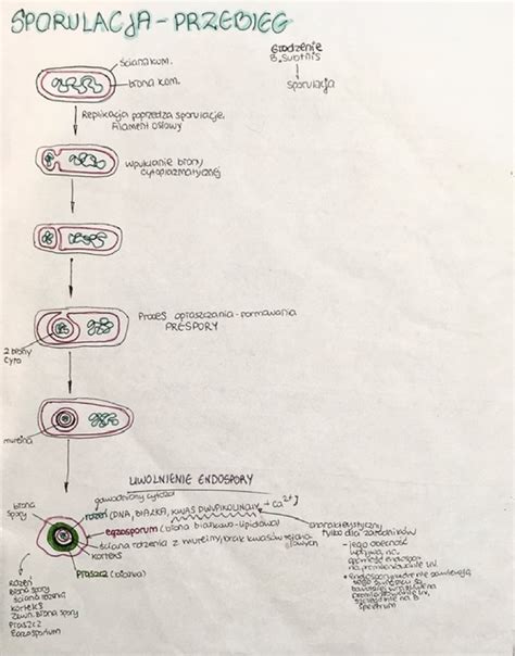 Sporulacja notatki z wykładu Mikrobiologia Studocu
