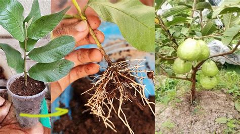 Growing Guava Tree Cutting In Aloe Vera New Technique Youtube