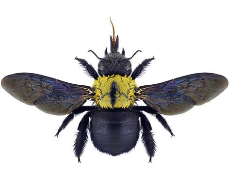 Do Carpenter Bees Sting & Are They Dangerous?