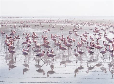 Group of Flamingos on Walvis Bay Lagoon Stock Image - Image of group ...