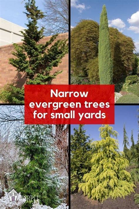 Skinny Evergreen Trees For Ultimate Privacy In Tight Spaces Great