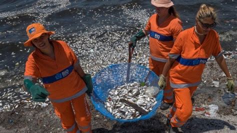 Volvieron A Aparecer Miles De Peces Muertos En La Bah A De R O De Janeiro