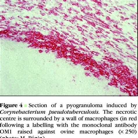 Pdf Caseous Lymphadenitis In Sheep And Goats