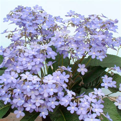 Streptocarpus Falling Stars Dobies