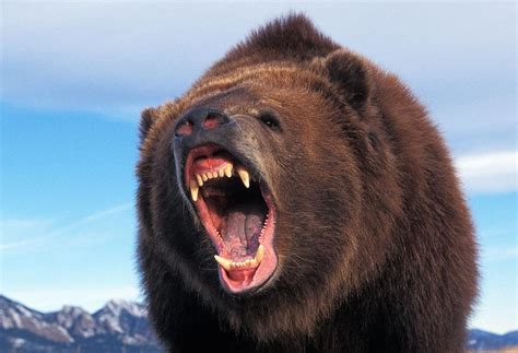 Epic Battles Kodiak Bear Vs A Massive Stag Moose A Z Animals