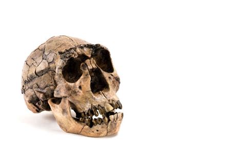 120 Fotos Bilder Und Lizenzfreie Bilder Zu Neanderthal Museum Istock