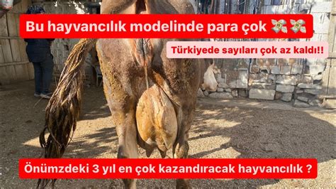 Hayvancılık kazandırmıyor diyenlerin bile yapmak istediği hayvancılık