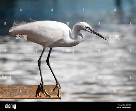 Bird Birds Egypt Heron River Water Nile Bird Birds Egypt Heron River