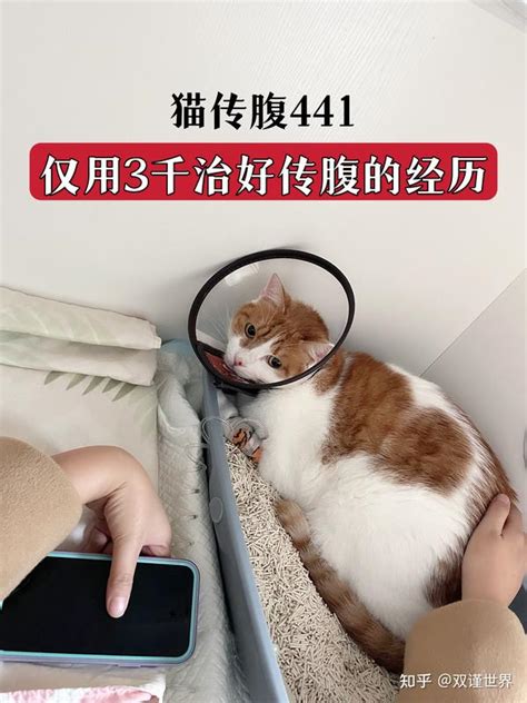 猫传腹441 仅用3千治好传腹的经历分享 知乎