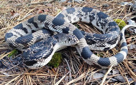 This Snake Species Has Been Missing In Virginia For 30 Years Sierra Club