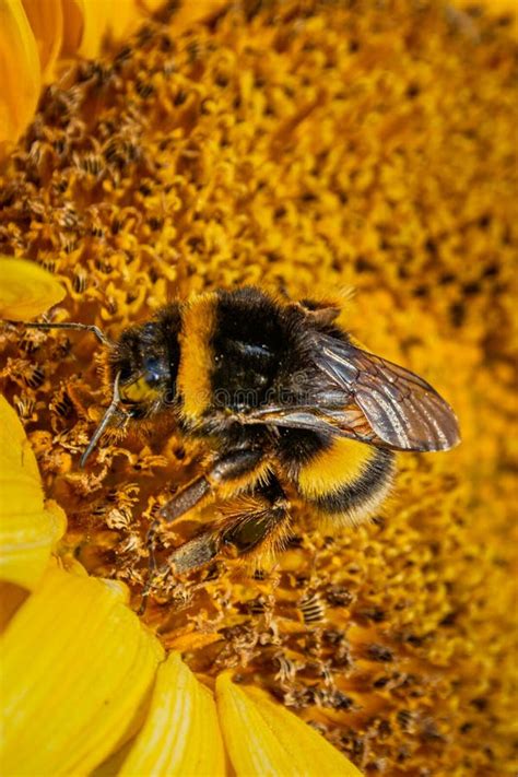 Bumblebee In Yellow Flower Stock Photo Image Of Gems 251719972