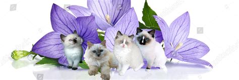 Cropped Kittens On Purple Flowers Copy Ragdolls Palace