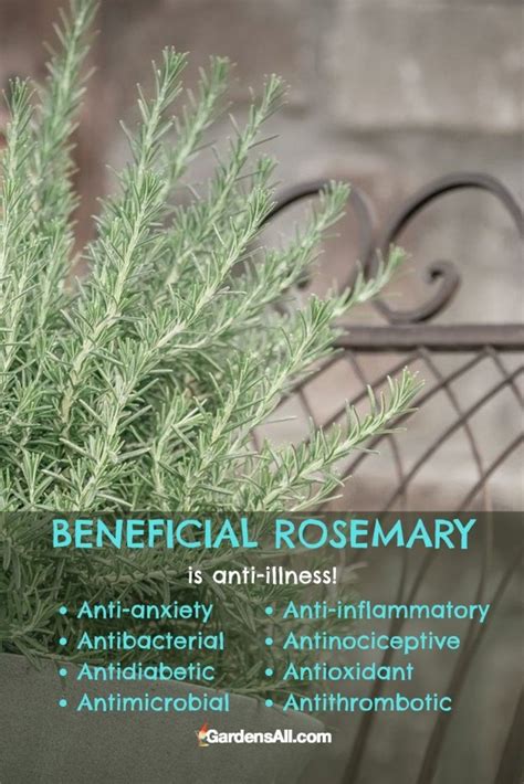 Healthy Benefits of Rosemary - A Powerful Herb for Longevity