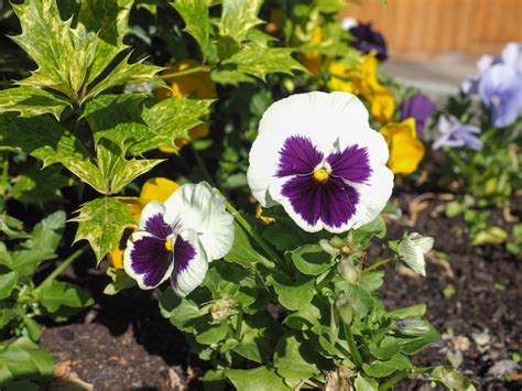 Premium Photo White And Purple Viola Flower