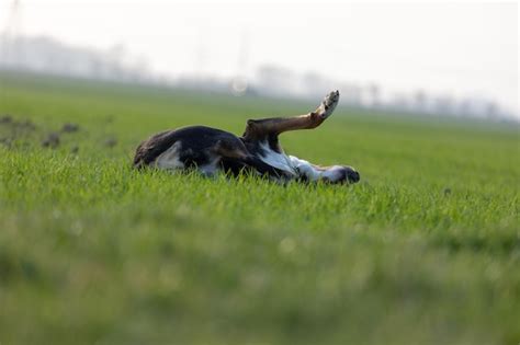 Perro Tendido En La Hierba Foto Premium