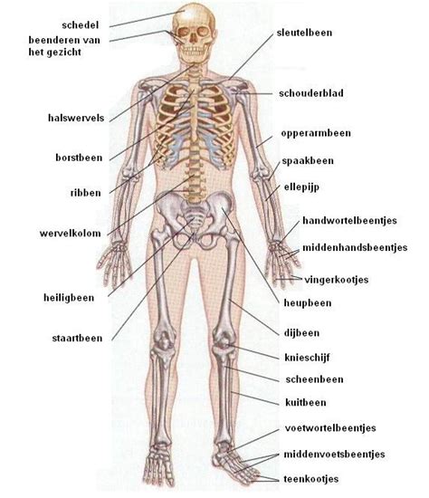 Skelet Anatomie