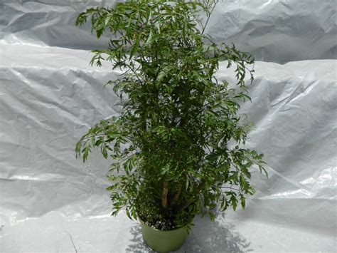 Ming Aralia Plant In 6 Inch Pot Polyscias Fruticosa Beautiful Specimen