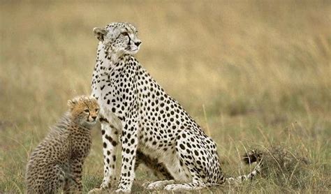 White Cheetah By Renescence On Deviantart Wild Cats Cheetah Animals