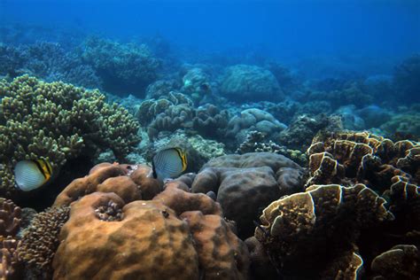 Terumbu Karang Di Kawasan Waiwo Raja Ampat Papua Barat Via TEMPO Eko