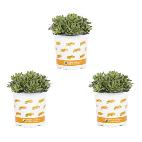 Vigoro 1 Pint Sedum Succulent Ground Cover Plant 68888 The Home Depot