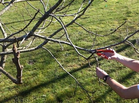 Poda De Higuera En Primavera Todo Lo Que Necesitas Saber Sobre La Poda