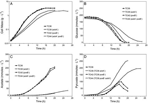 Engineering Escherichia Coli For Efficient Conversion Of Glucose To