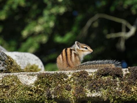 Tamia De Sib Rie Esp Ces Exotiques Envahissantes Hauts De France