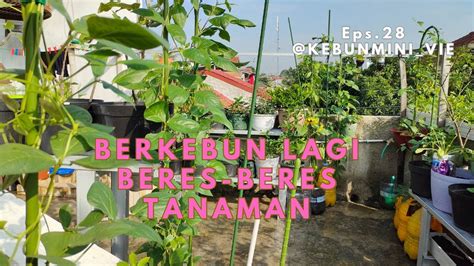 Eps Berkebun Lagi Beres Beres Tanaman Di Kebun Mini Youtube