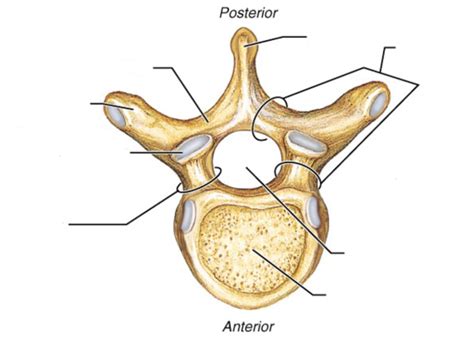 Vertebrae landmarks Diagram | Quizlet