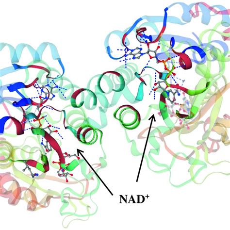 The Galactose Metabolic Pathway Leloir Pathway Galk Galactokinase