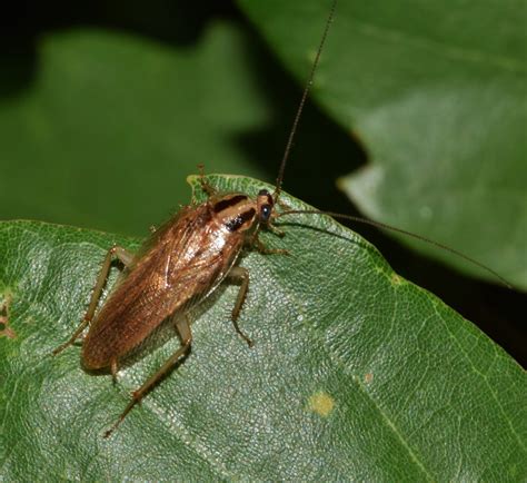 Common Brampton Roaches Gta Toronto Pest Control