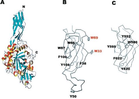 Figure From Solution Structure Of The Fibronectin Type Iii Domain