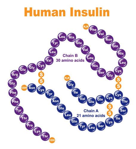 319 Protein Synthesis K12 Libretexts