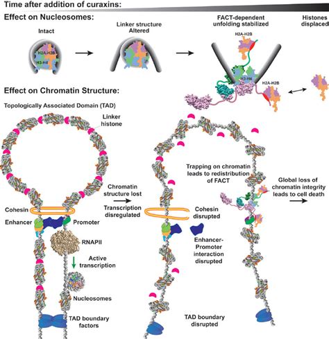 Curaxins Affect Different Levels Of Chromatin Structure A Proposed