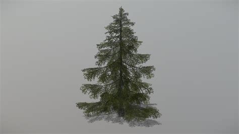 Spruce 1 Animated Tree Buy Royalty Free 3d Model By Bsp F75e5aa