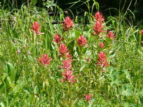 How To Grow Indian Paintbrush Hgtv